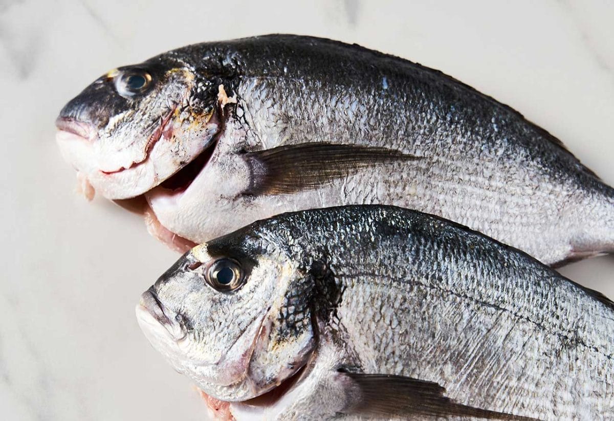 des dorades fraîches