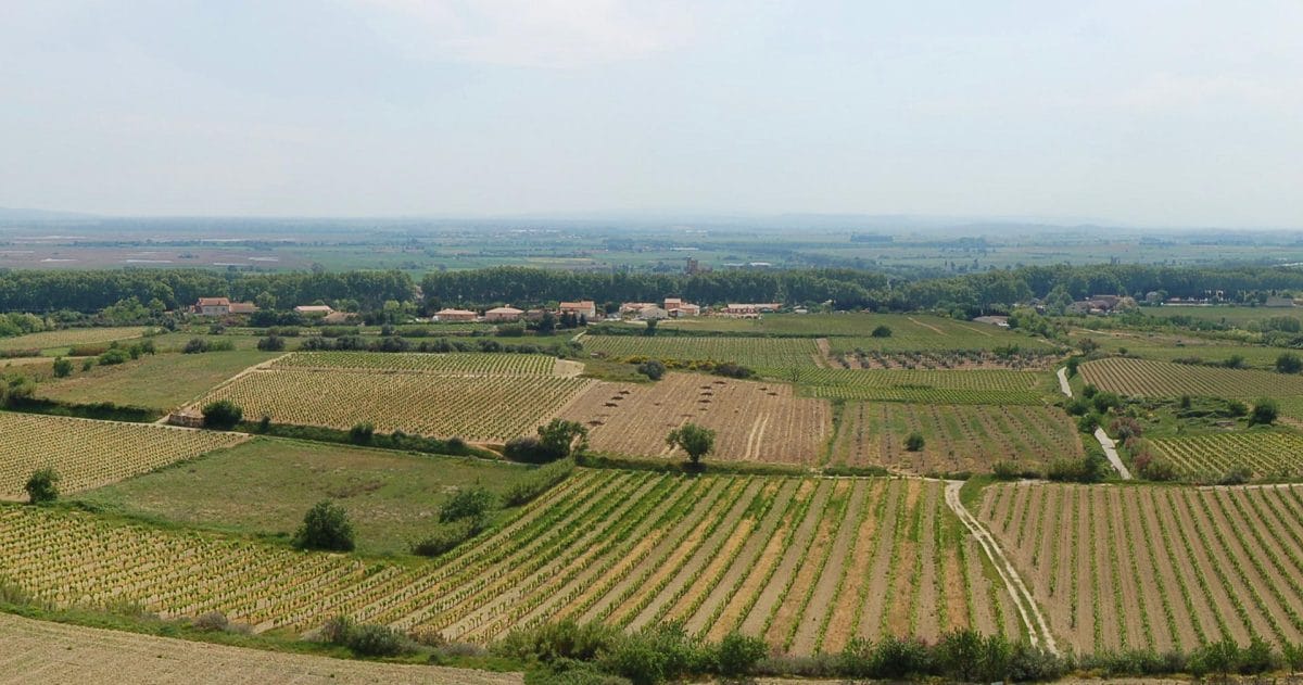Languedoc vineyards